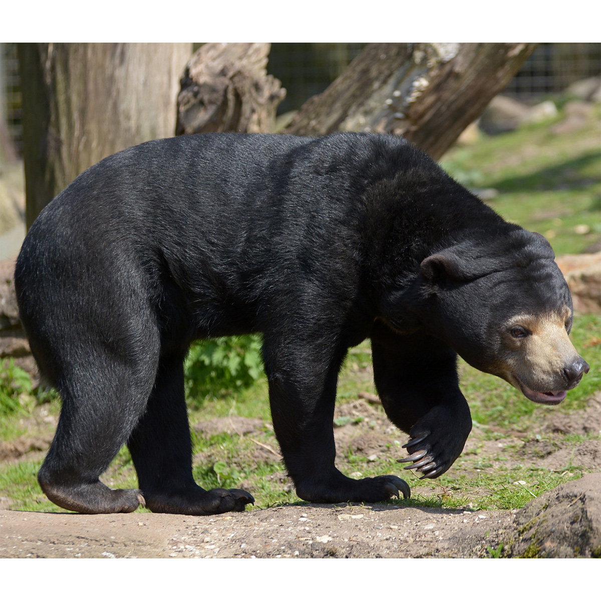 Малайский медведь (Helarctos malayanus) Фото №1