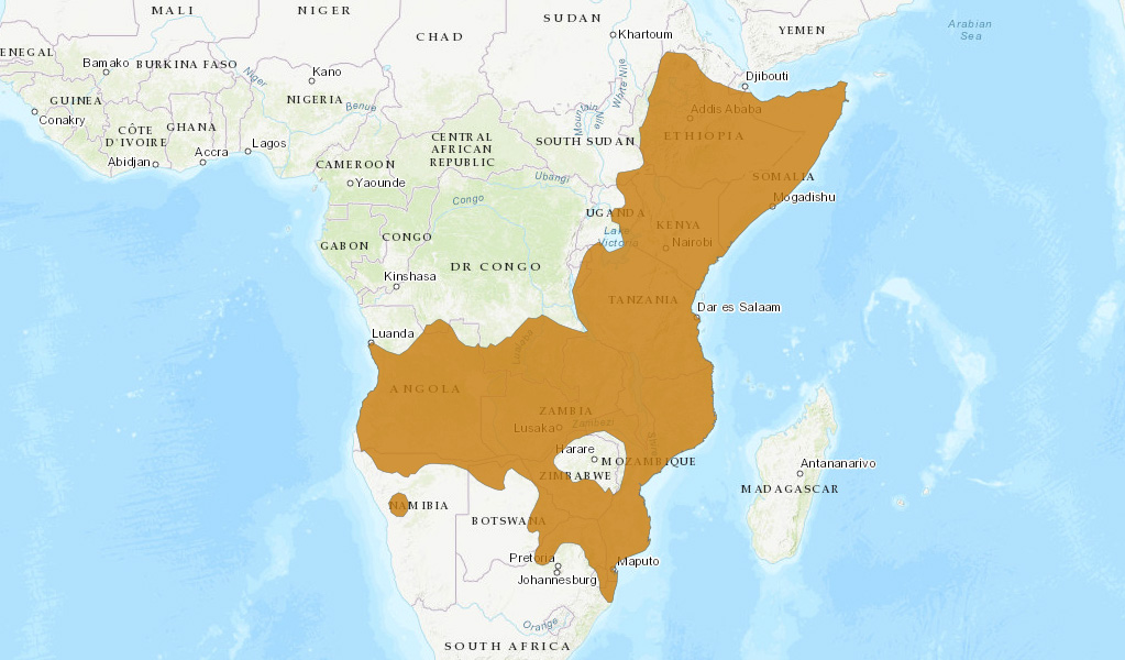 Карликовый мангуст (Helogale parvula) Ареал обитания на карте