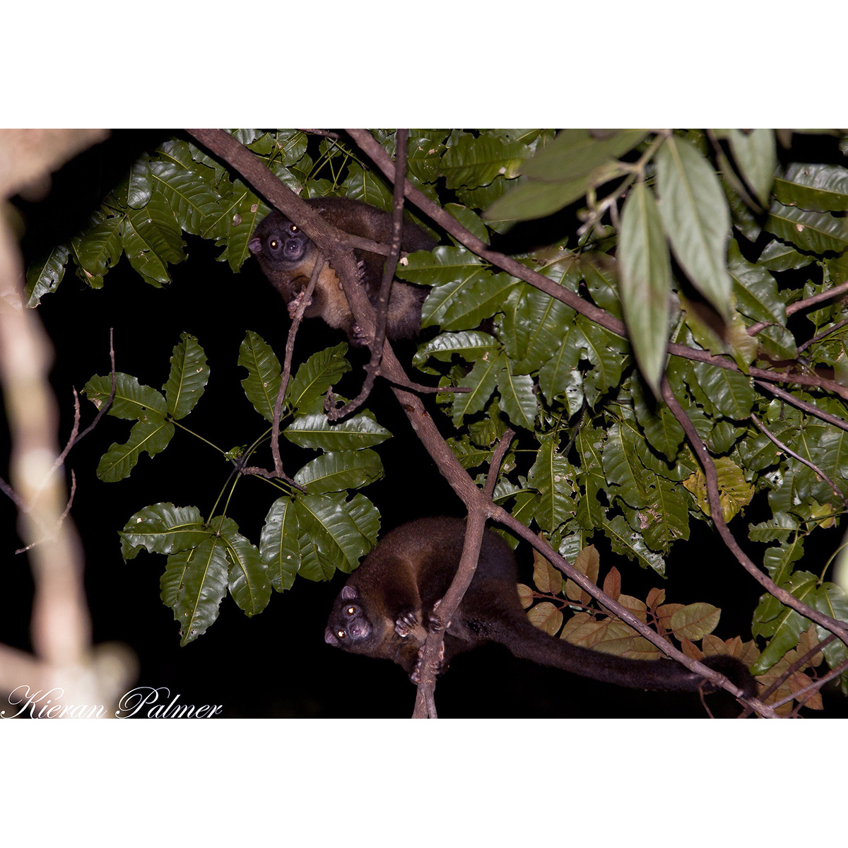 Лемуровый кускус (Hemibelideus lemuroides) Фото №8