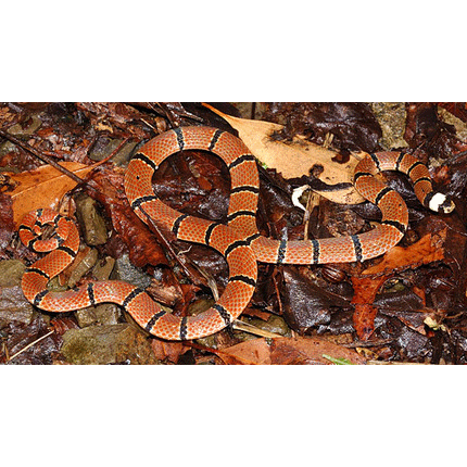 Род Азиатские коралловые змеи  фото