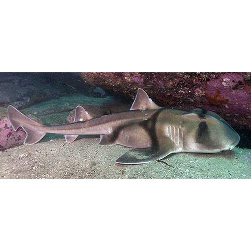  Род Бычьи акулы  фото