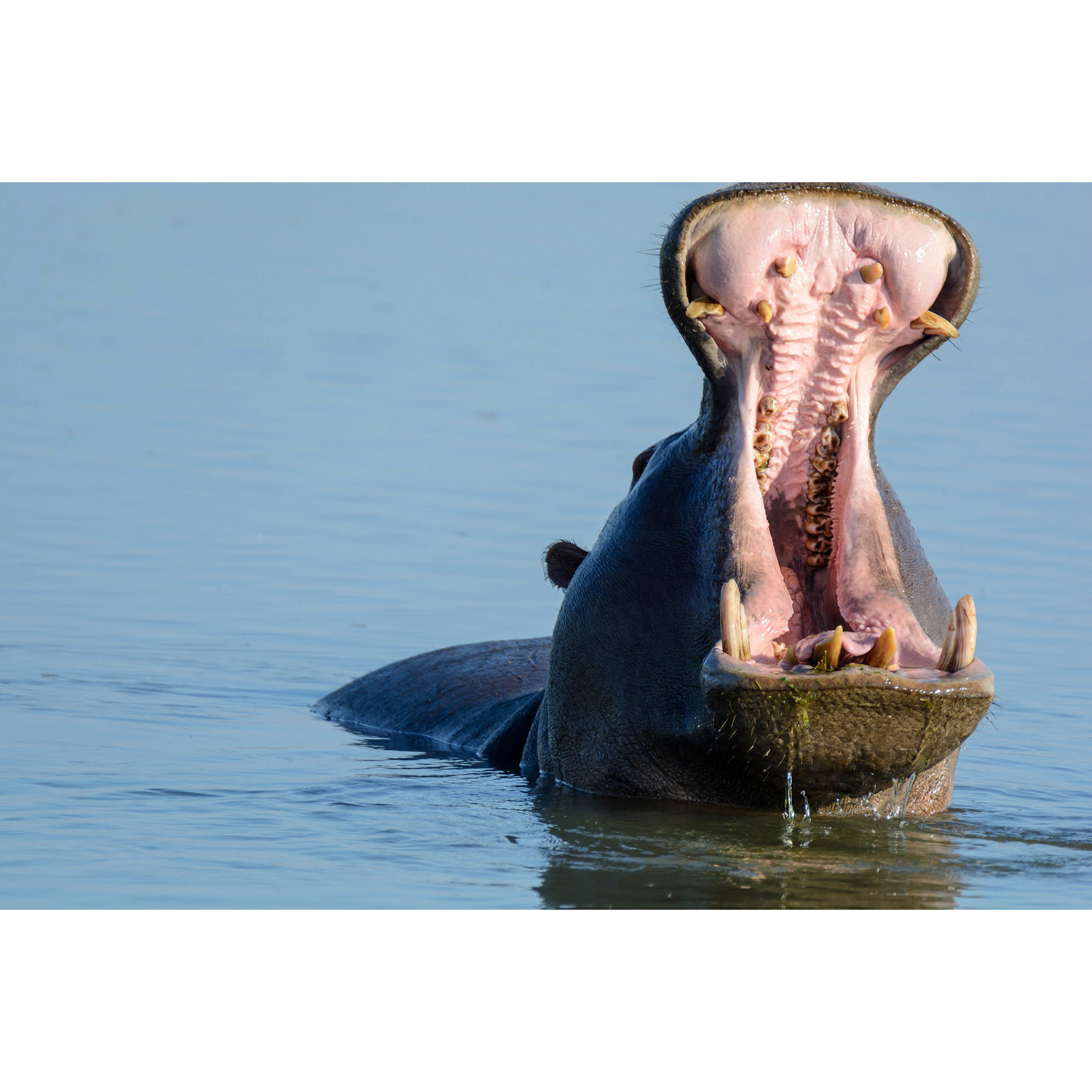 Hippopotamus amphibius Фото №10