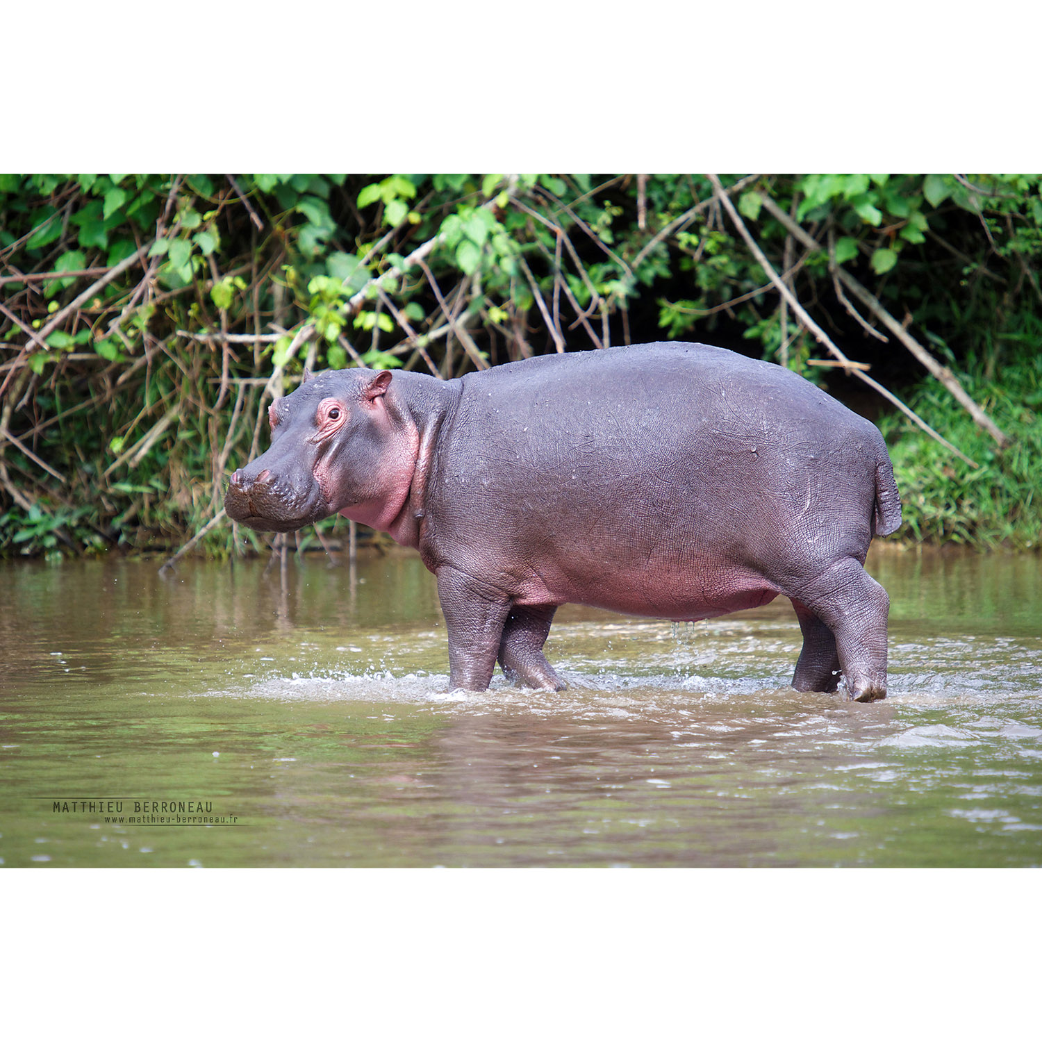 Hippopotamus amphibius Фото №2