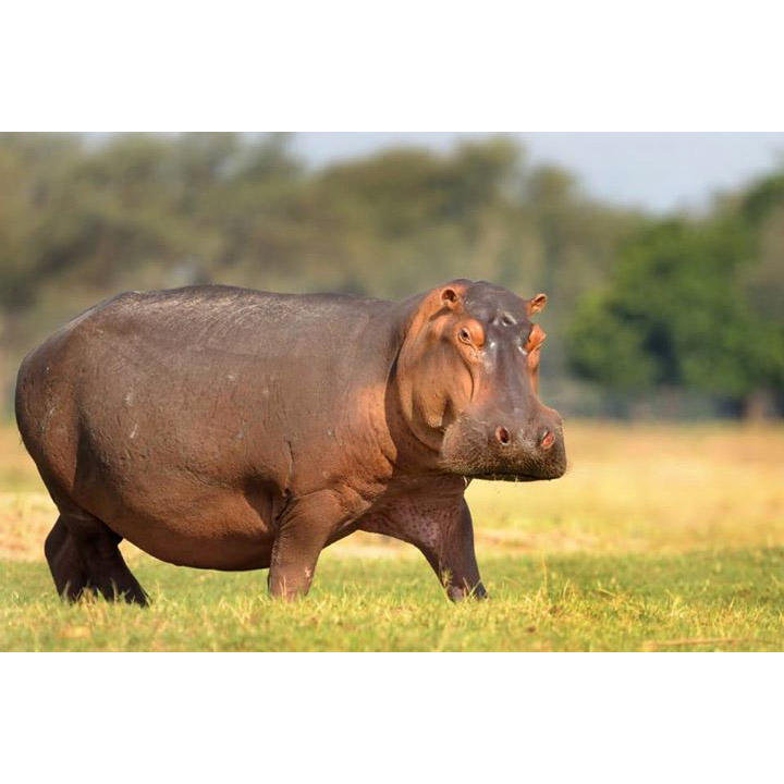 Hippopotamus amphibius Фото №3