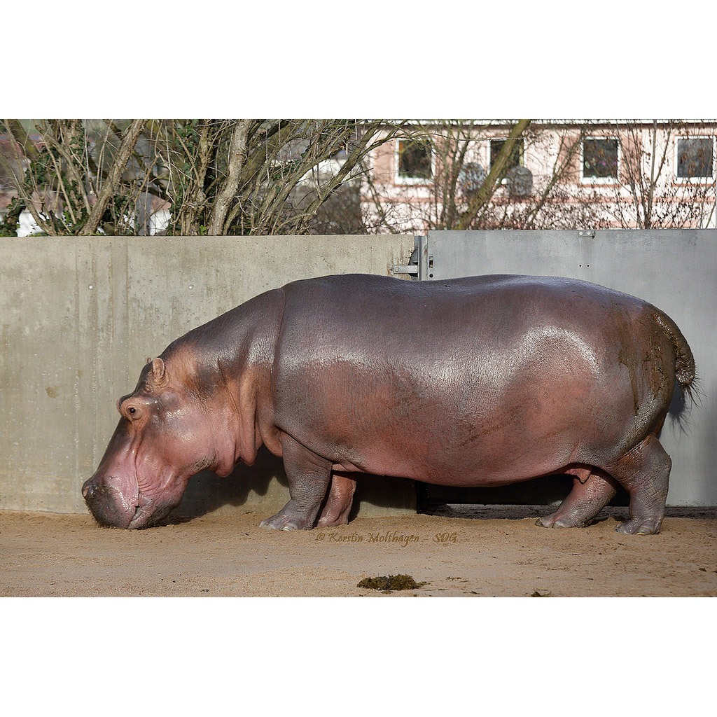 Hippopotamus amphibius Фото №4