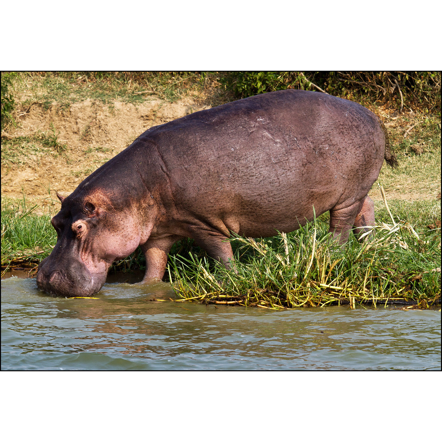 Hippopotamus amphibius Фото №5