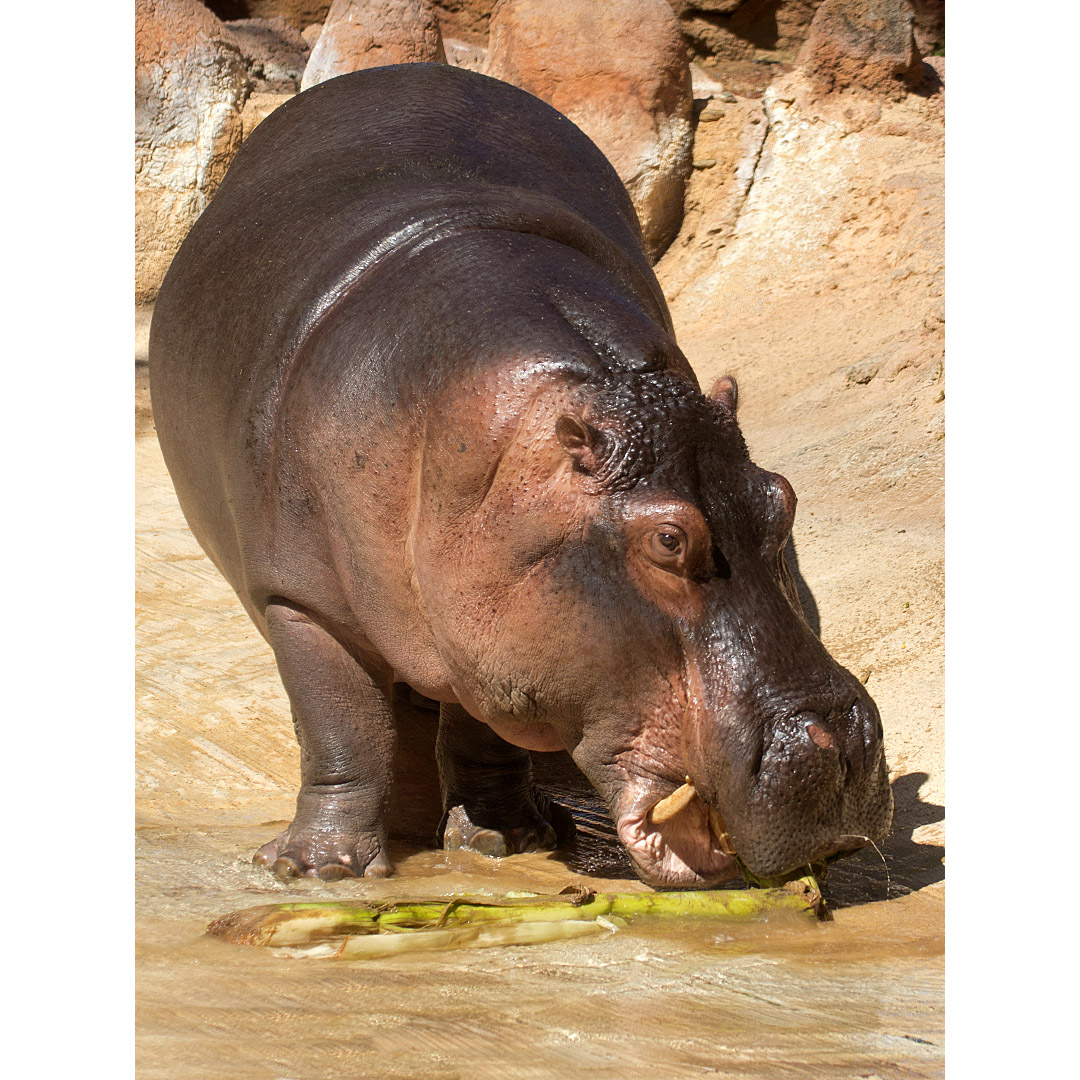Hippopotamus amphibius Фото №6