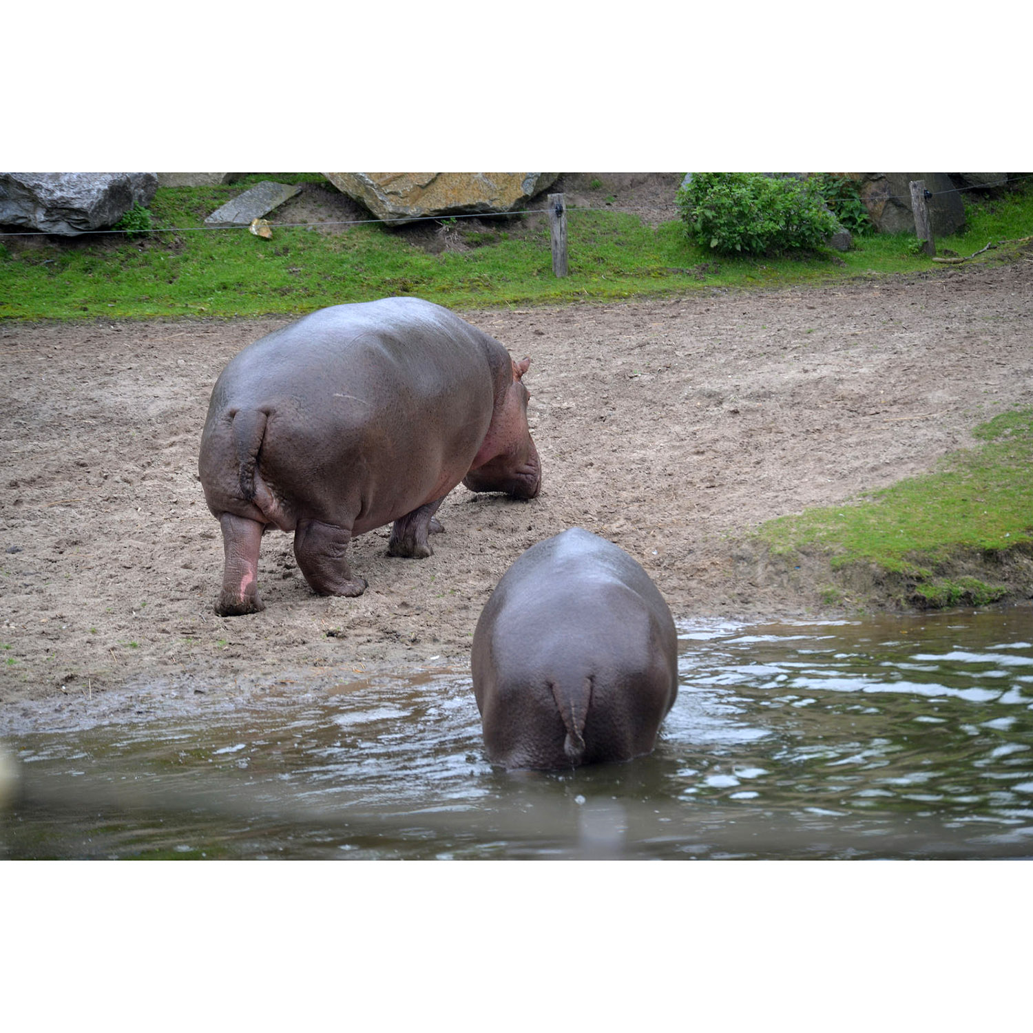 Hippopotamus amphibius Фото №7