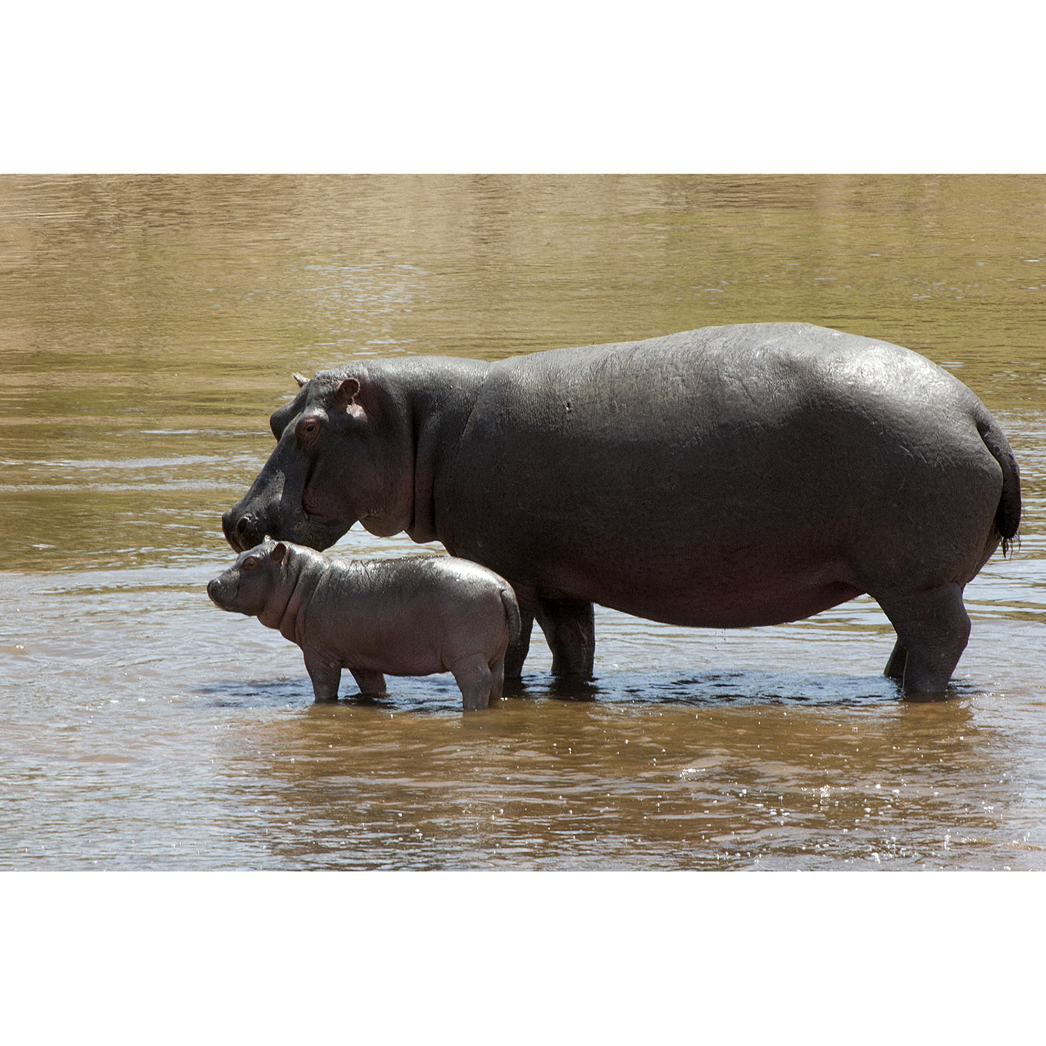 Hippopotamus amphibius Фото №8