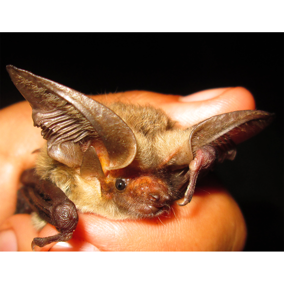 Humboldt's Big Eared Brown Bat (Histiotus humboldti) Фото №1
