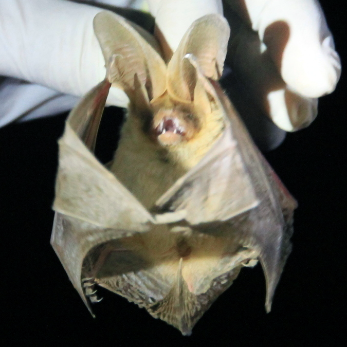 Thomas's Big Eared Brown Bat (Histiotus laephotis) Фото №1