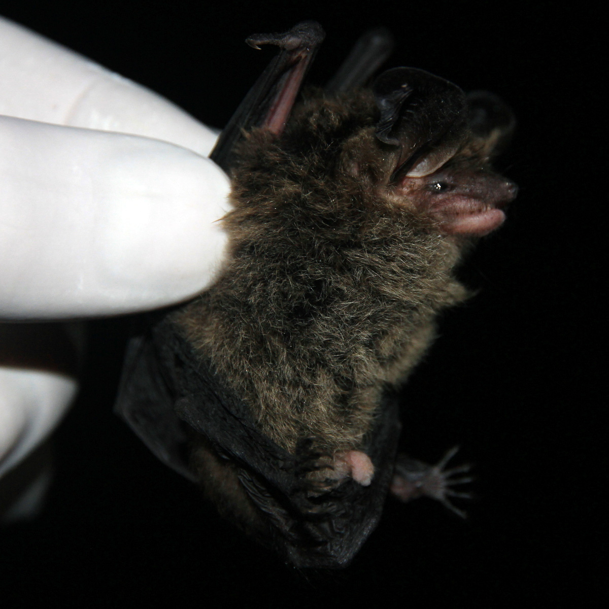 Southern Big Eared Brown Bat (Histiotus magellanicus) Фото №3