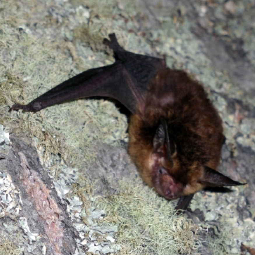Southern Big Eared Brown Bat (Histiotus magellanicus) Фото №1