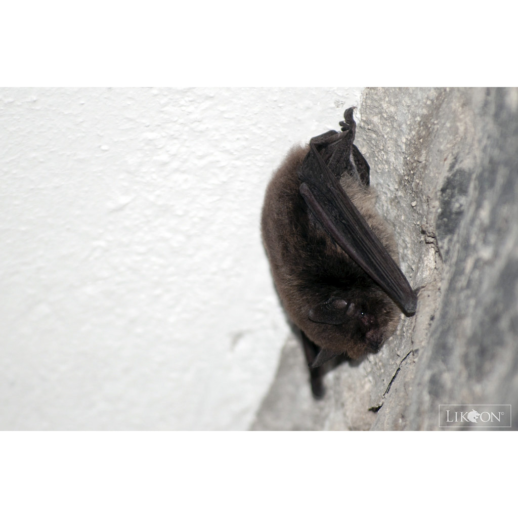 Горный длинноухий кожан (Histiotus montanus) Фото №6