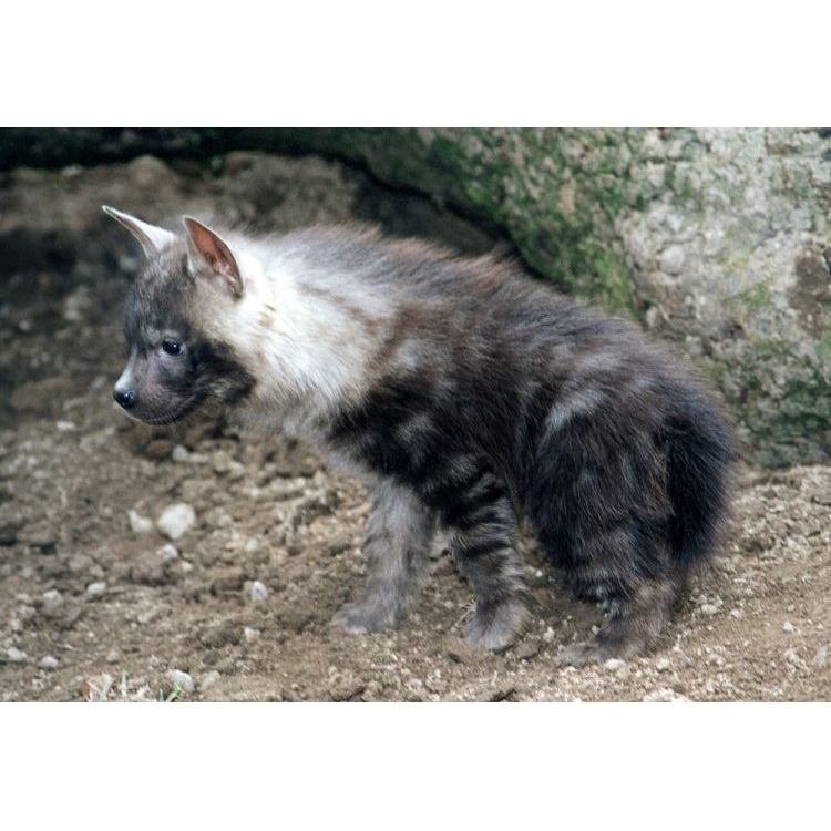 Бурая гиена (Hyaena brunnea) Фото №8