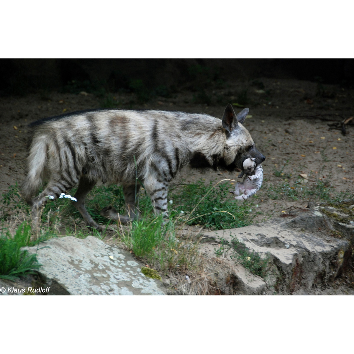 Полосатая гиена (Hyaena hyaena) Фото №8