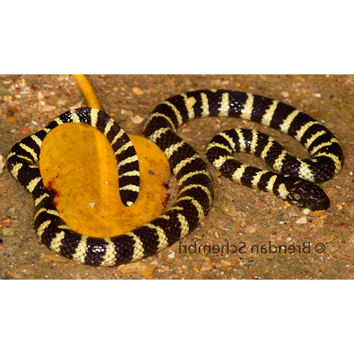  Род Портдарвинские болотные змеи  фото