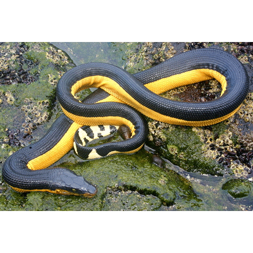  Род Южноазиатские морские змеи  фото