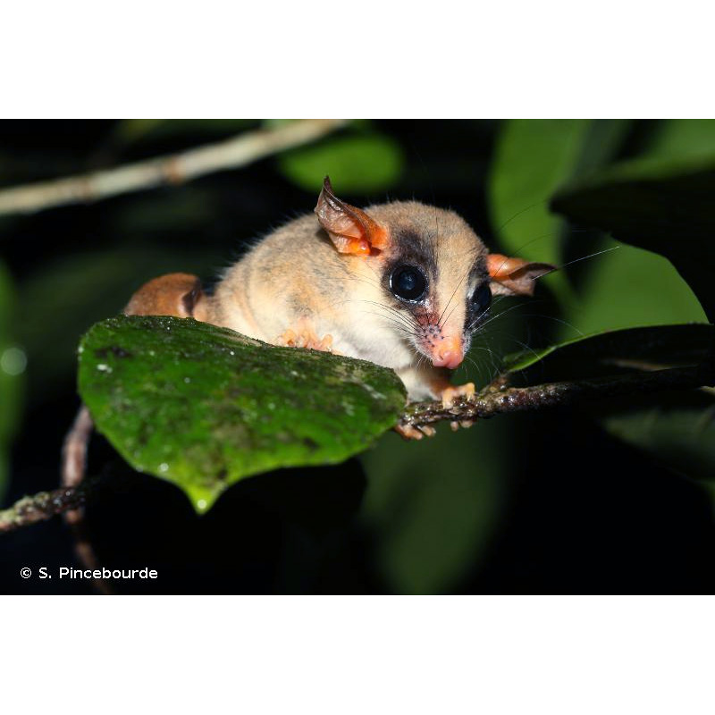 Kalinowski's Mouse Opossum (Hyladelphys kalinowskii) Фото №3