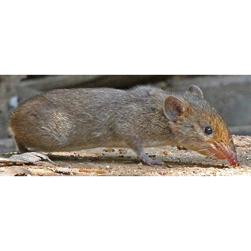 Род Малые гимнуры / Малые крысиные ежи  фото