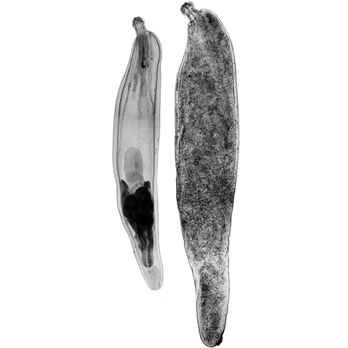 Род Hypoechinorhynchus фото