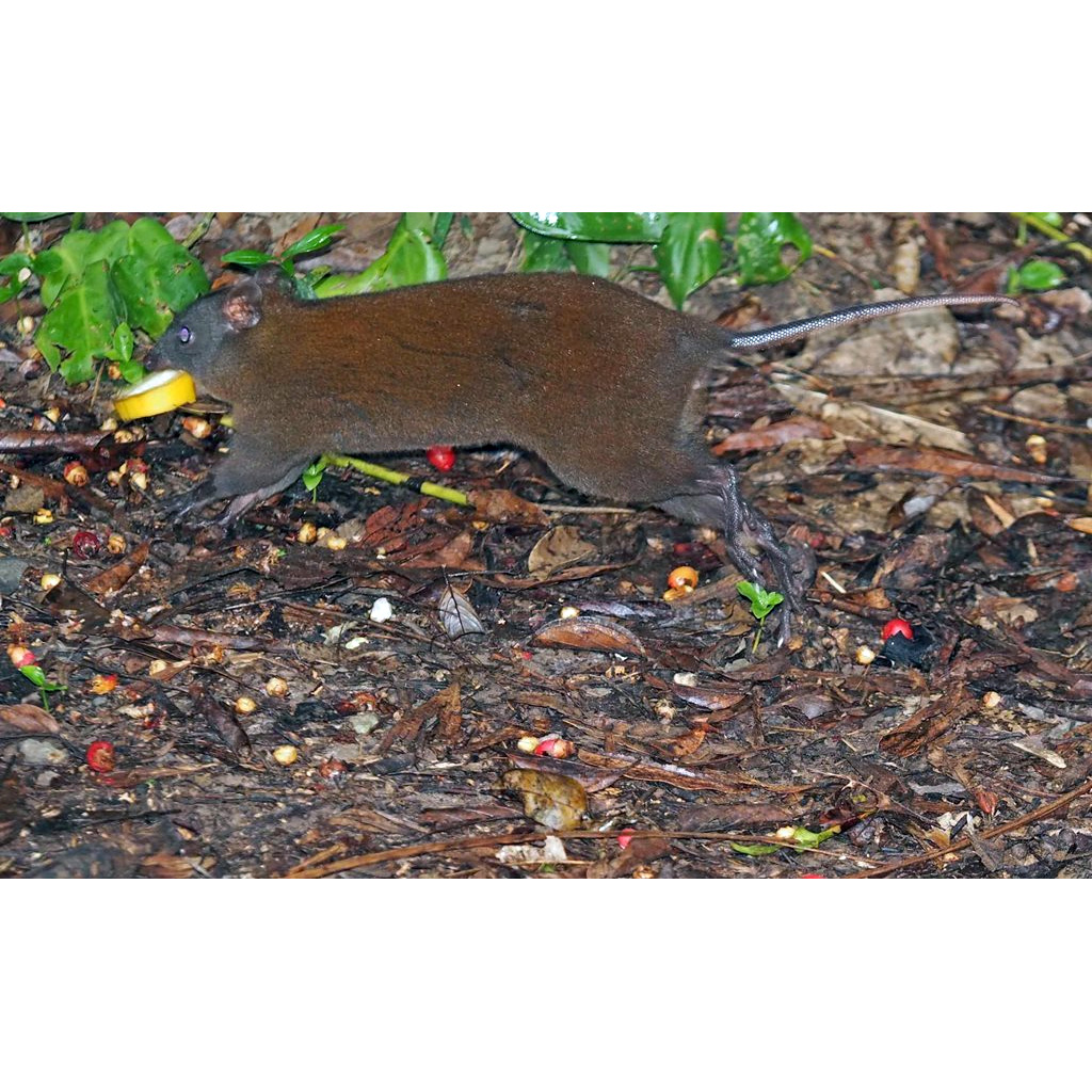 Мускусная кенгуровая крыса (Hypsiprymnodon moschatus) Фото №2