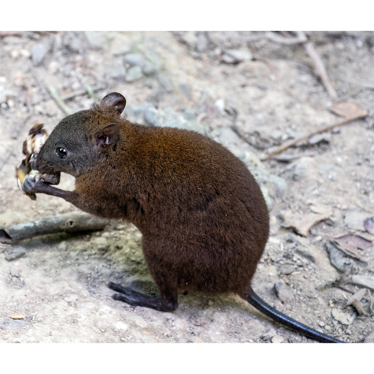 Мускусная кенгуровая крыса (Hypsiprymnodon moschatus) Фото №4