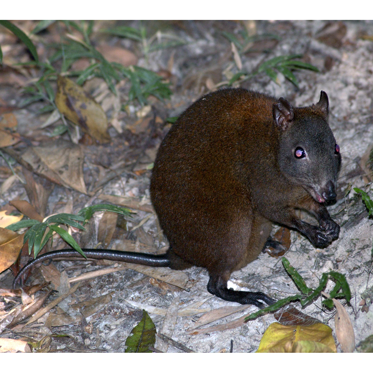 Мускусная кенгуровая крыса (Hypsiprymnodon moschatus) Фото №5
