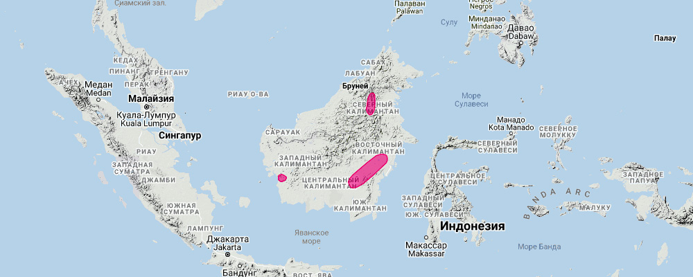 Калимантанский нетопырь (Hypsugo kitcheneri) Ареал обитания на карте