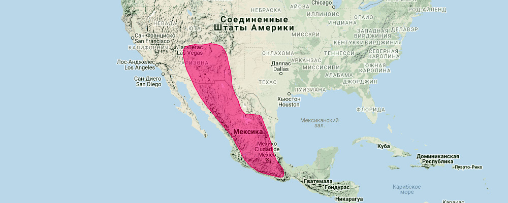 Аризонский ушан (Idionycteris phyllotis) Ареал обитания на карте
