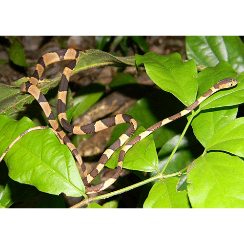  Род Тупоголовые ремневидные змеи  фото