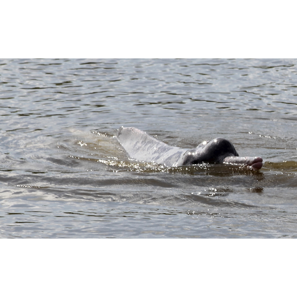 Арагуайский дельфин (Inia araguaiaensis) Фото №2