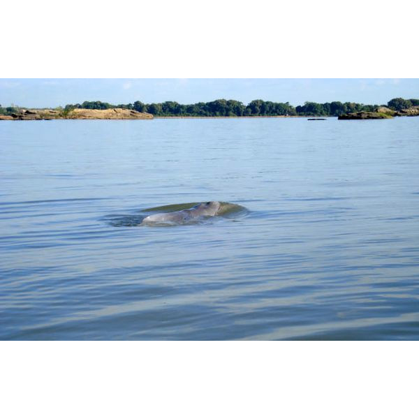 Арагуайский дельфин (Inia araguaiaensis) Фото №4