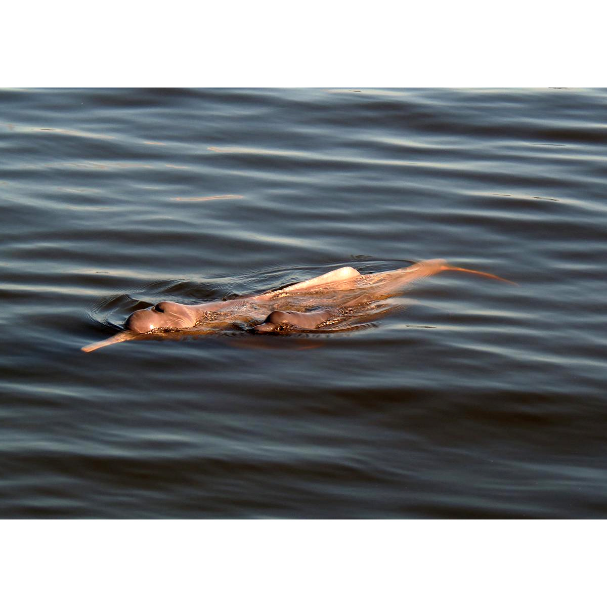 Арагуайский дельфин (Inia araguaiaensis) Фото №5