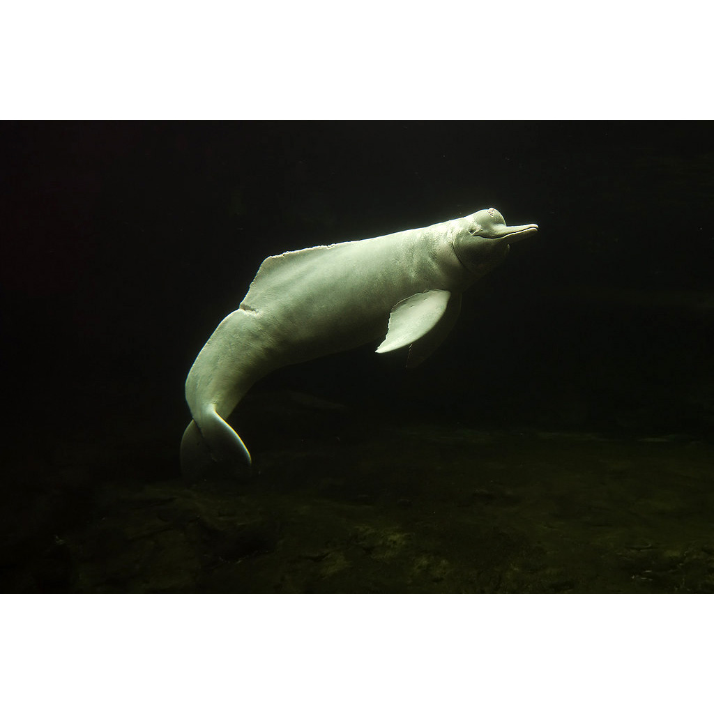 Амазонский дельфин (Inia geoffrensis) Фото №3