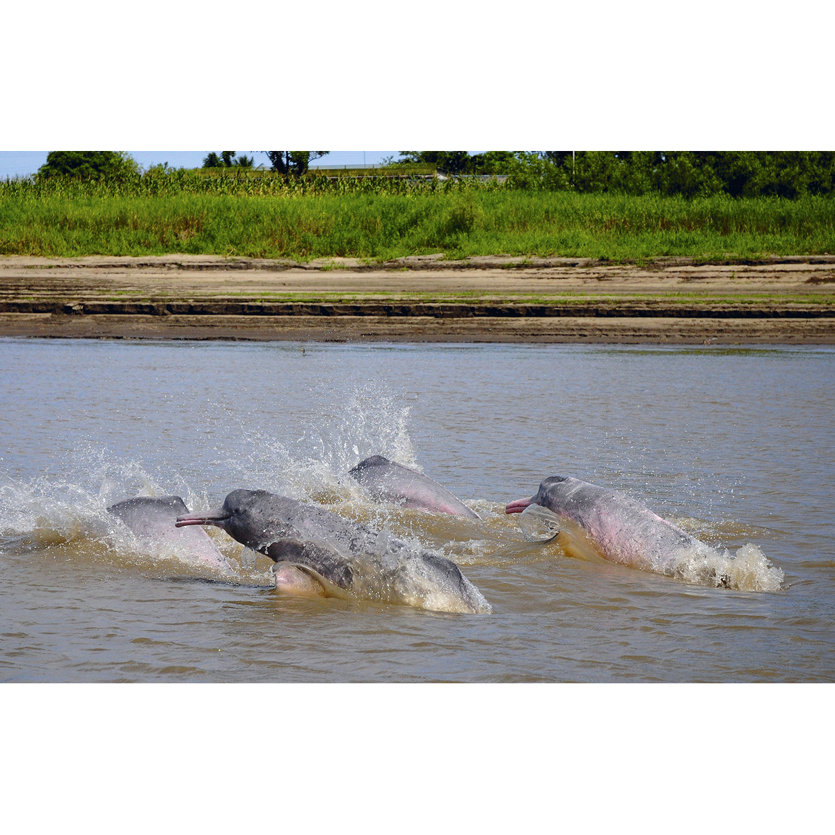 Амазонский дельфин (Inia geoffrensis) Фото №7