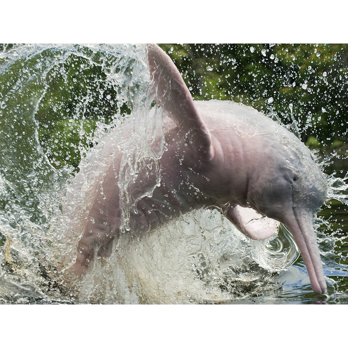 Амазонский дельфин (Inia geoffrensis) Фото №8