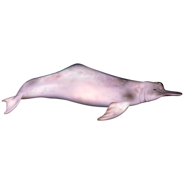 Амазонский дельфин (Inia geoffrensis) Фото №1