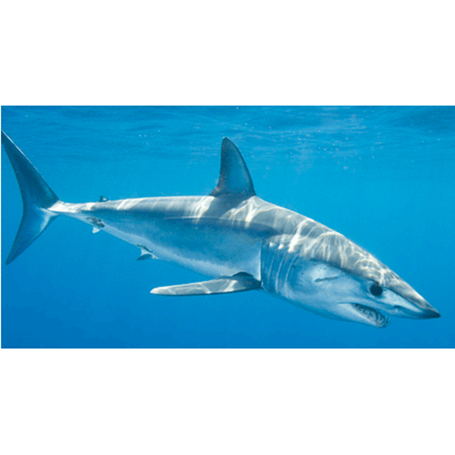  Род Акулы-мако / Серо-голубые акулы  фото