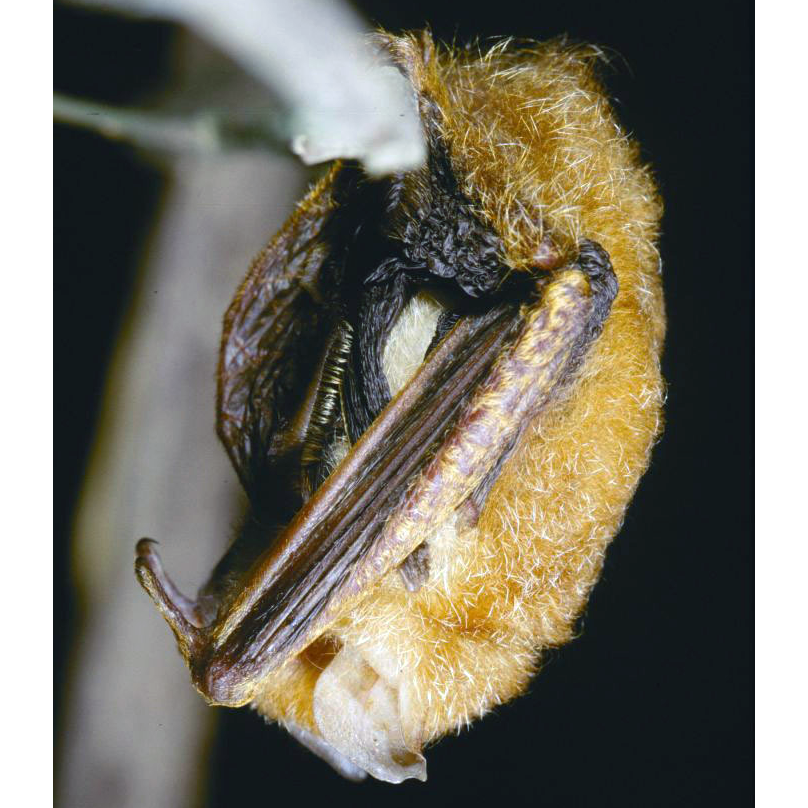 Дамарский украшенный гладконос (Kerivoula argentata) Фото №1