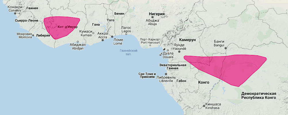 Медноцветный гладконос (Kerivoula cuprosa) Ареал обитания на карте