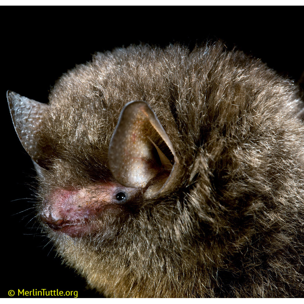 Dark Woolly Bat (Kerivoula furva) Фото №10