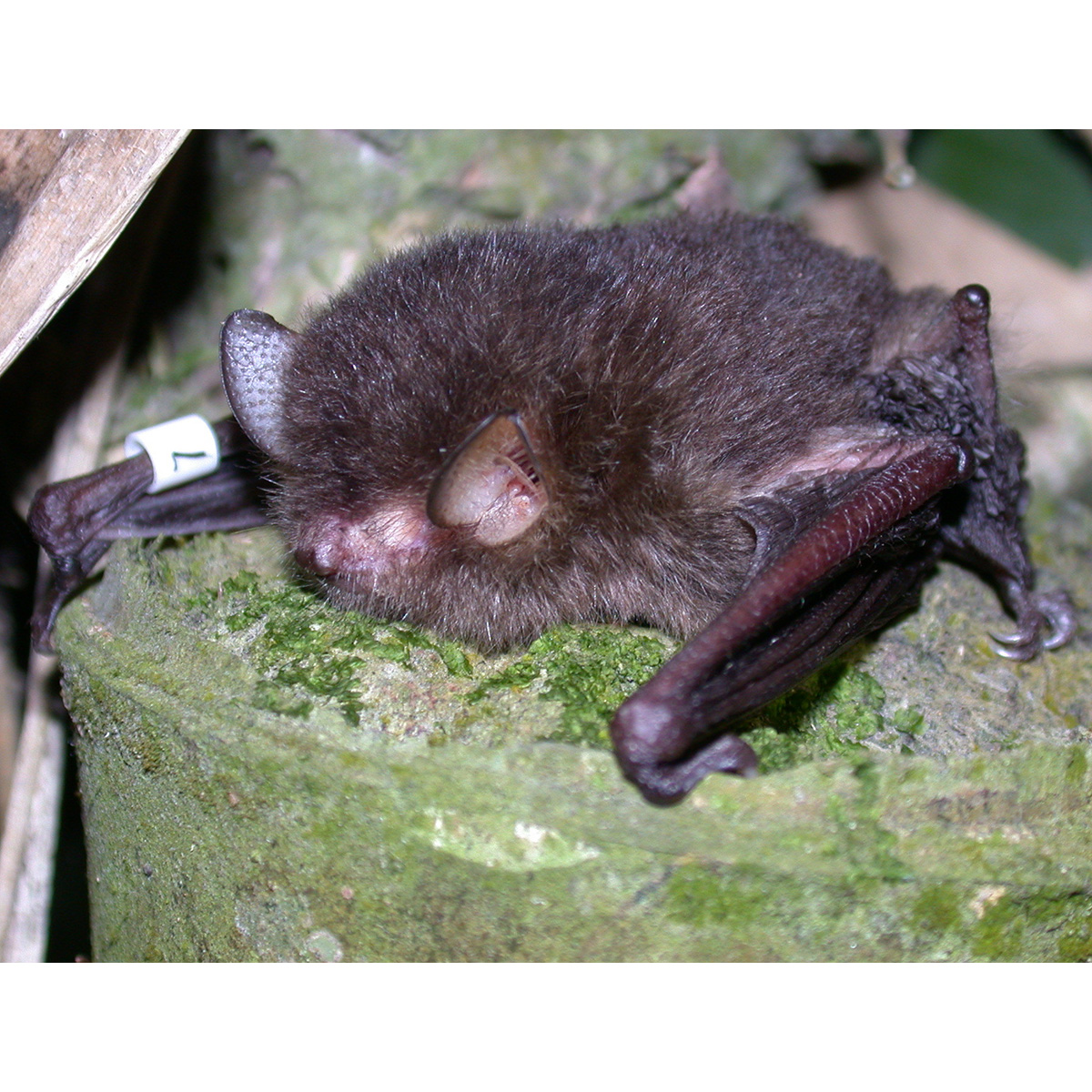 Dark Woolly Bat (Kerivoula furva) Фото №2