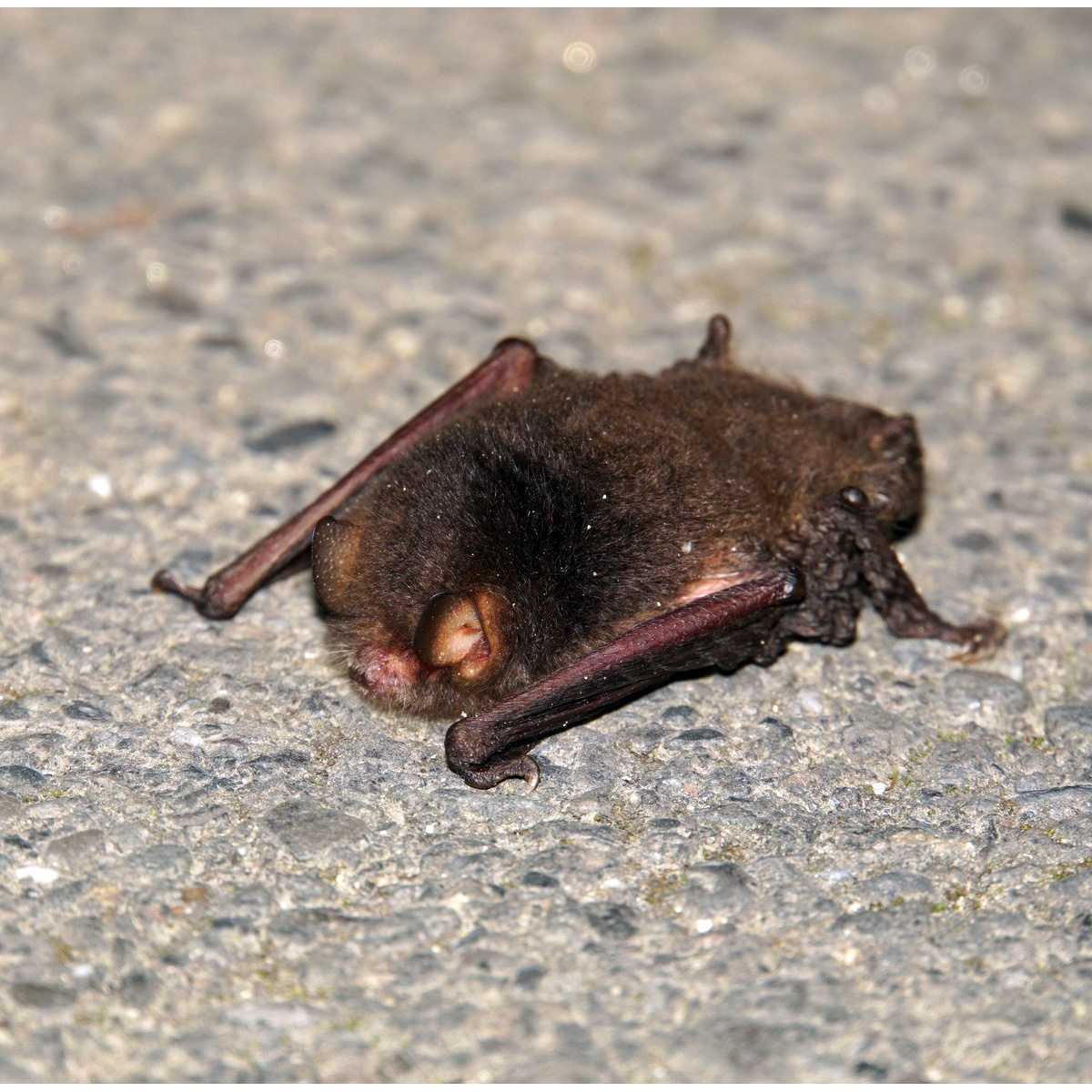Dark Woolly Bat (Kerivoula furva) Фото №4