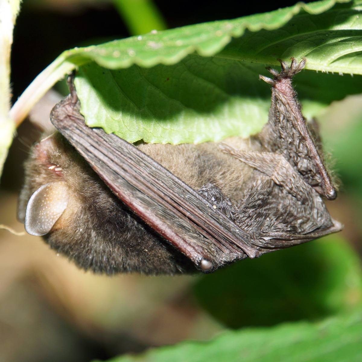 Dark Woolly Bat (Kerivoula furva) Фото №5