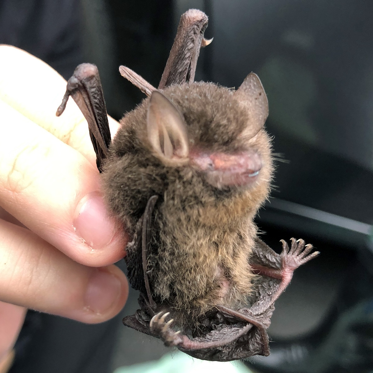 Dark Woolly Bat (Kerivoula furva) Фото №6