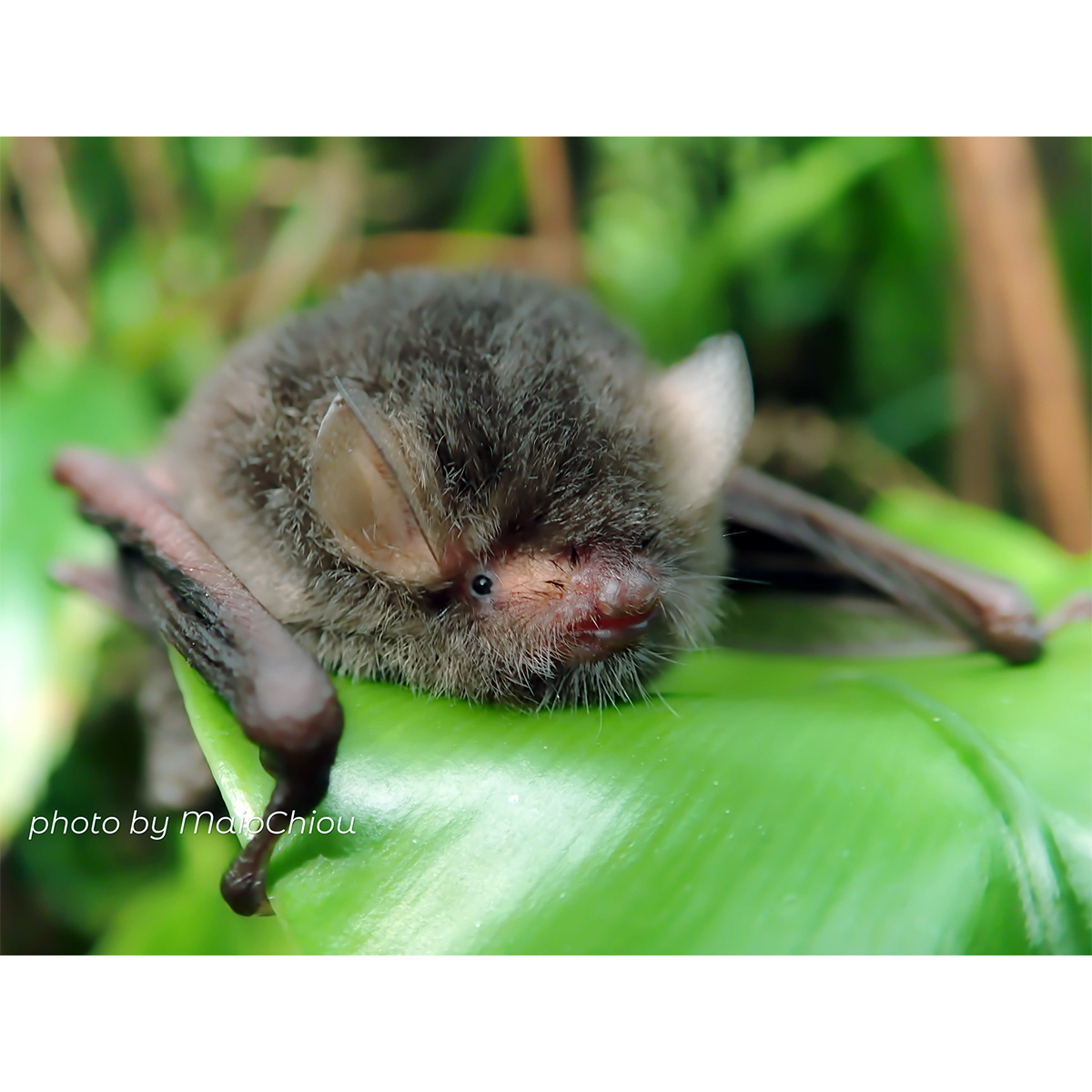 Dark Woolly Bat (Kerivoula furva) Фото №7