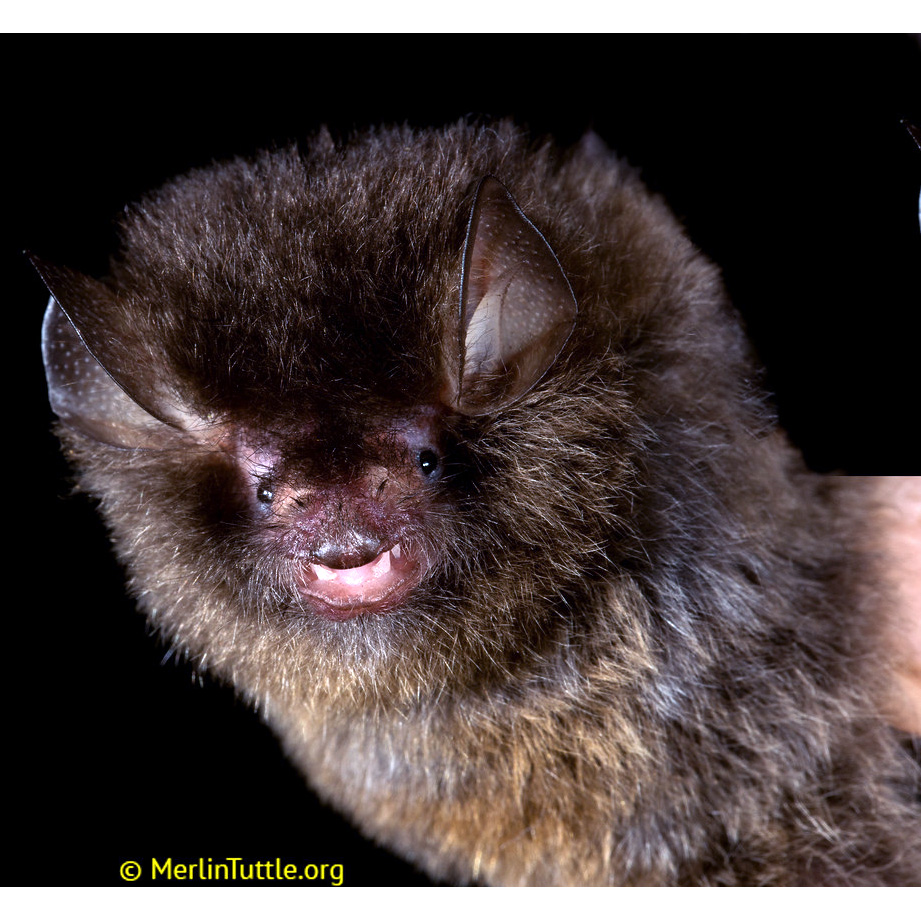 Dark Woolly Bat (Kerivoula furva) Фото №9