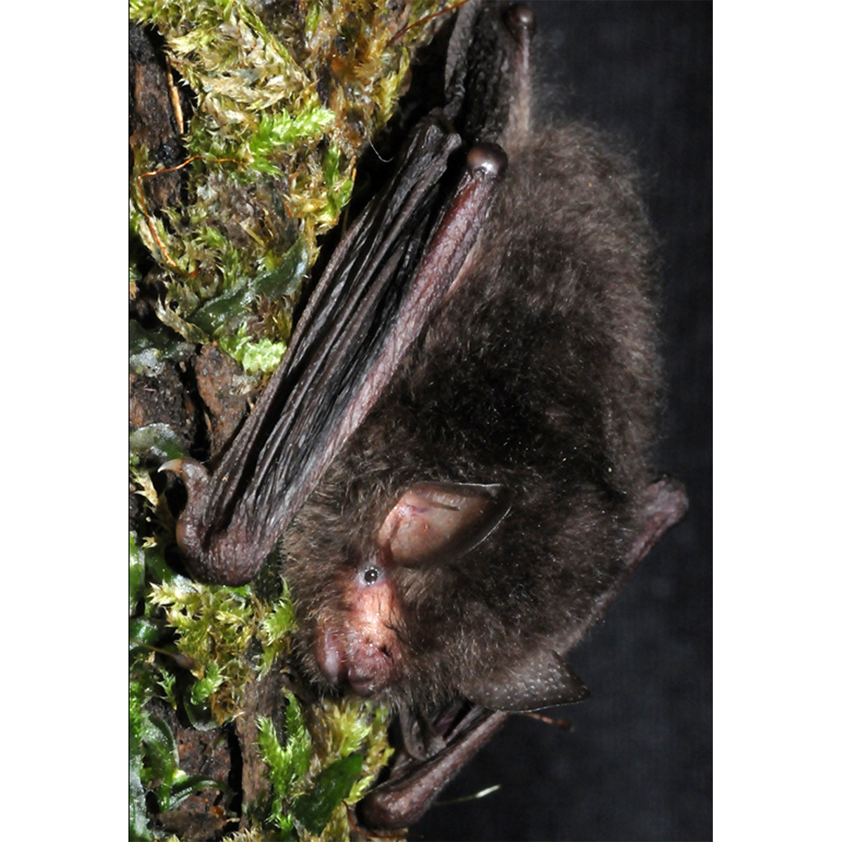 Dark Woolly Bat (Kerivoula furva) Фото №1