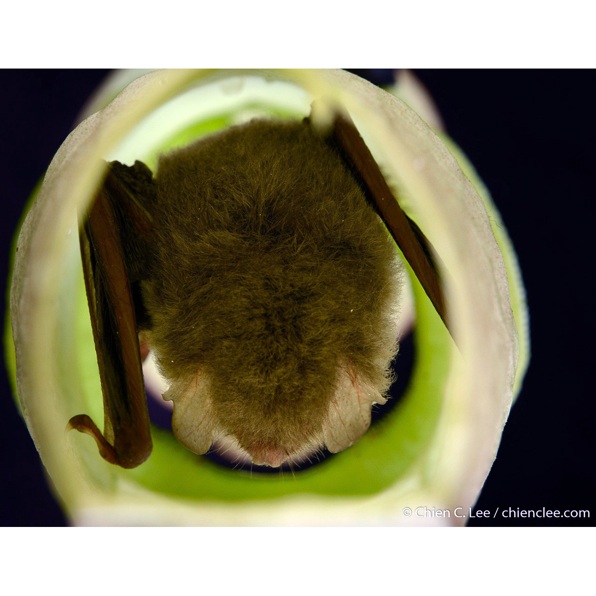 Украшенный гладконос Хардвика (Kerivoula hardwickii) Фото №5